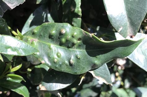 lilly pilly beetle spray|How to identify and control lilly pilly pests